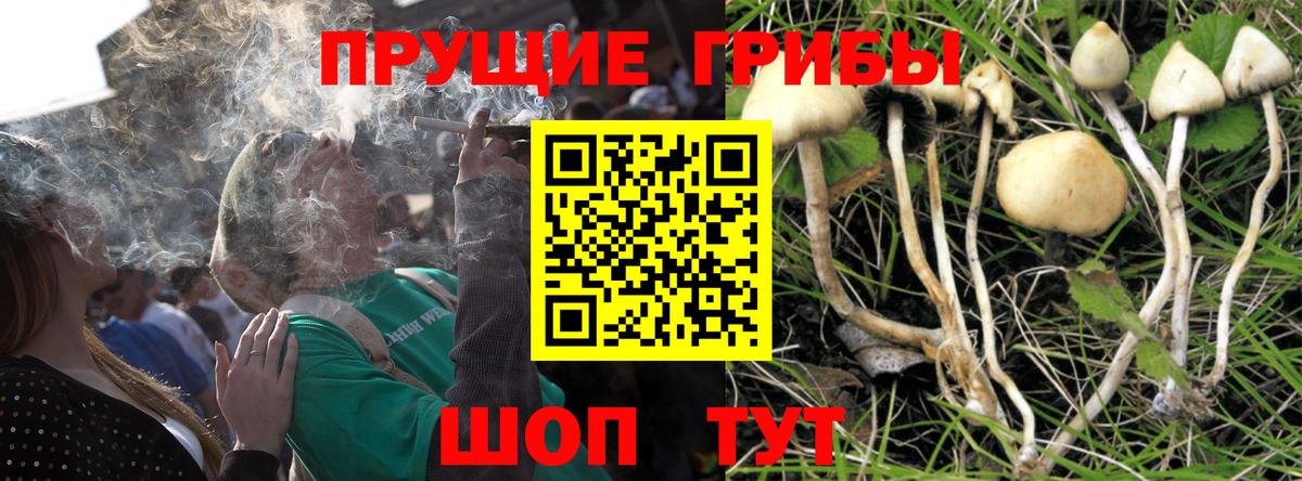 Псилоцибиновые грибы Psilocybine cubensis  Вход с VPN  Шадринск 